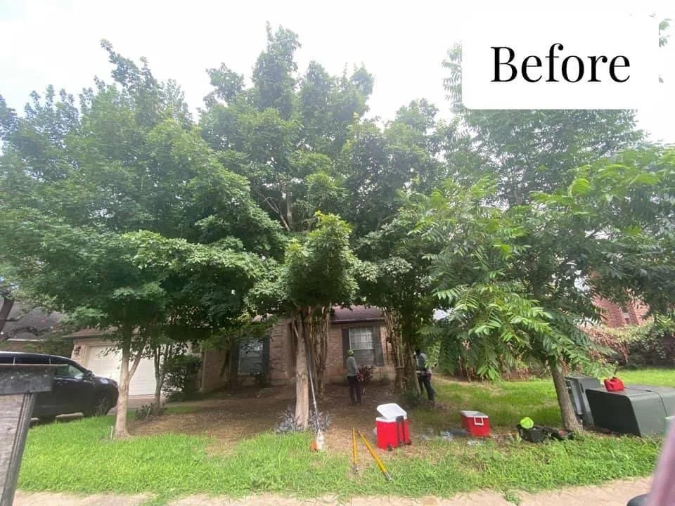 Expert yard cleanup service in TX, TX - Sunshine Tree Service