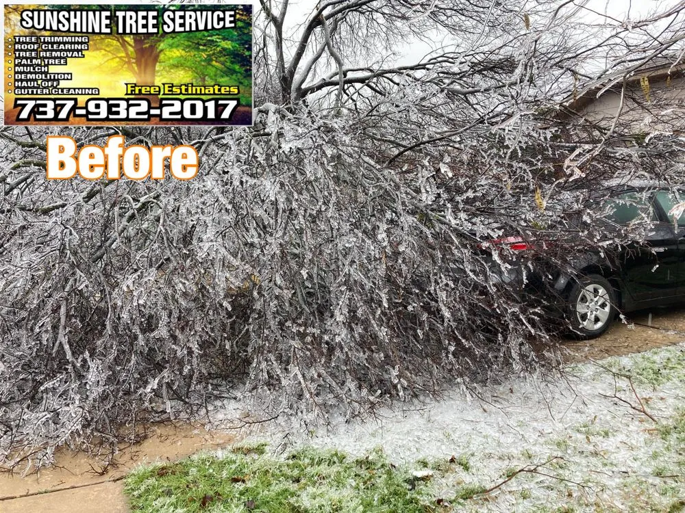 Affordable lawn care service experts serving TX, TX - Sunshine Tree Service