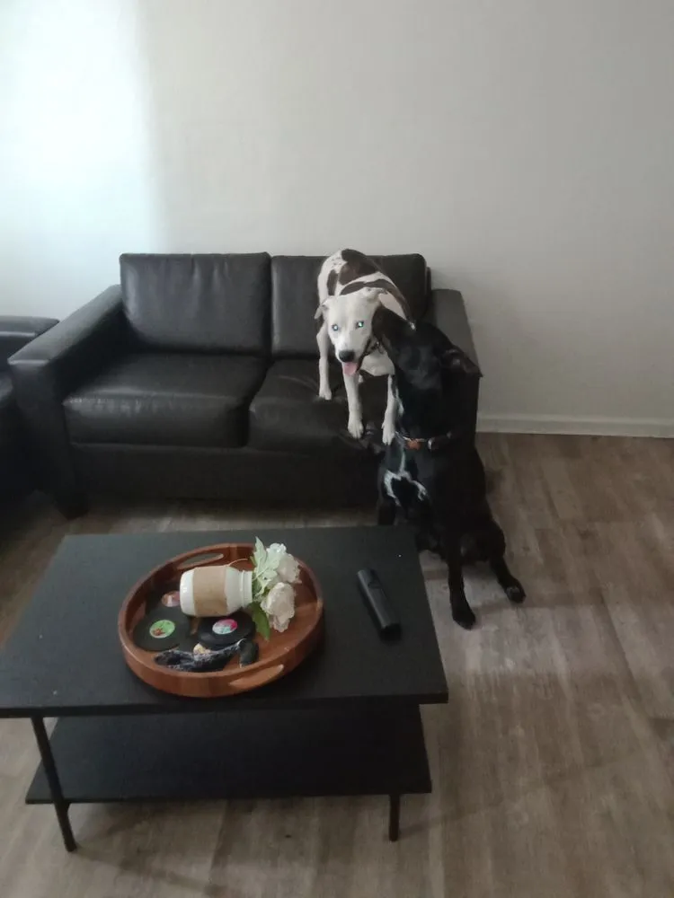 Reliable lawn mowing service for residential properties across Madison, WI - Sunshine's Handyman