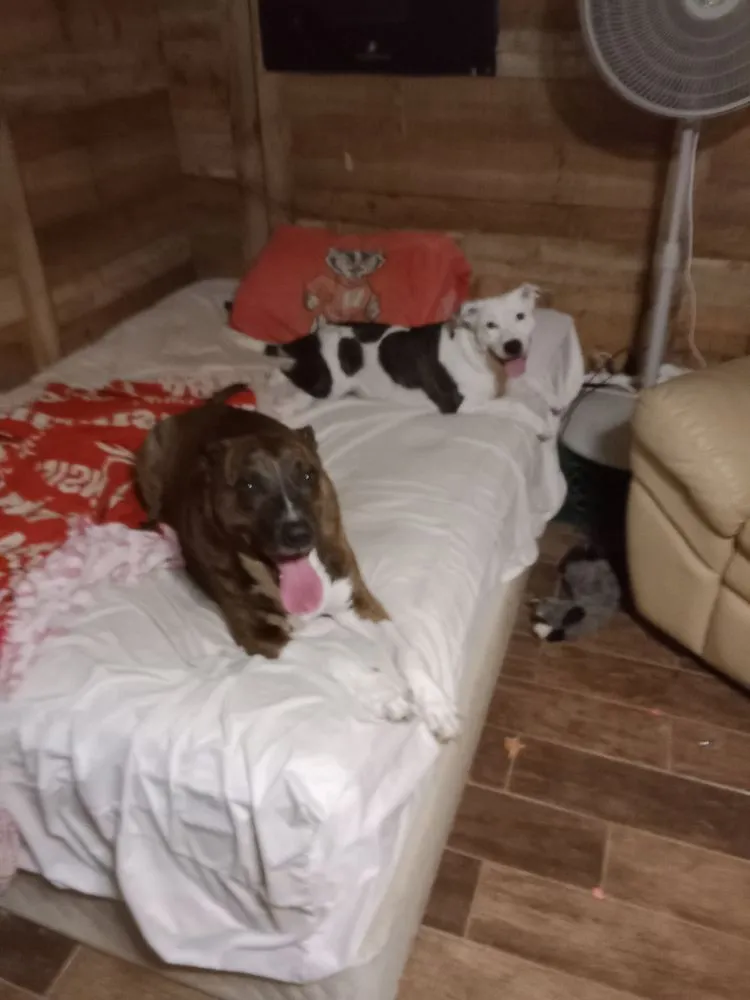 Reliable landscaping services for outdoor upgrades in Madison, WI by Sunshine's Handyman