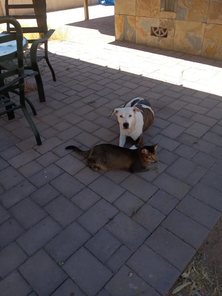 Professional landscaping services for year-round maintenance in Madison, WI by Sunshine's Handyman