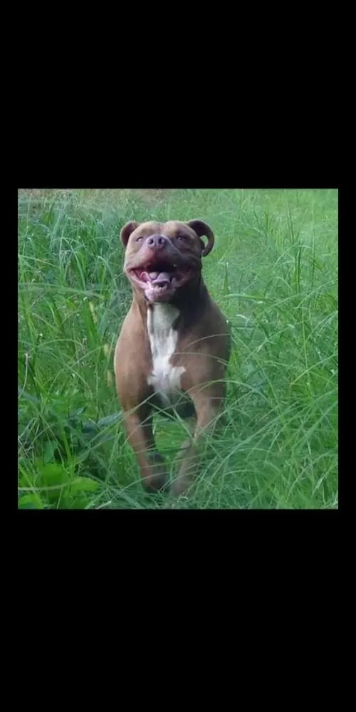 Trusted yard cleanup service experts serving Madison, WI - Sunshine's Handyman