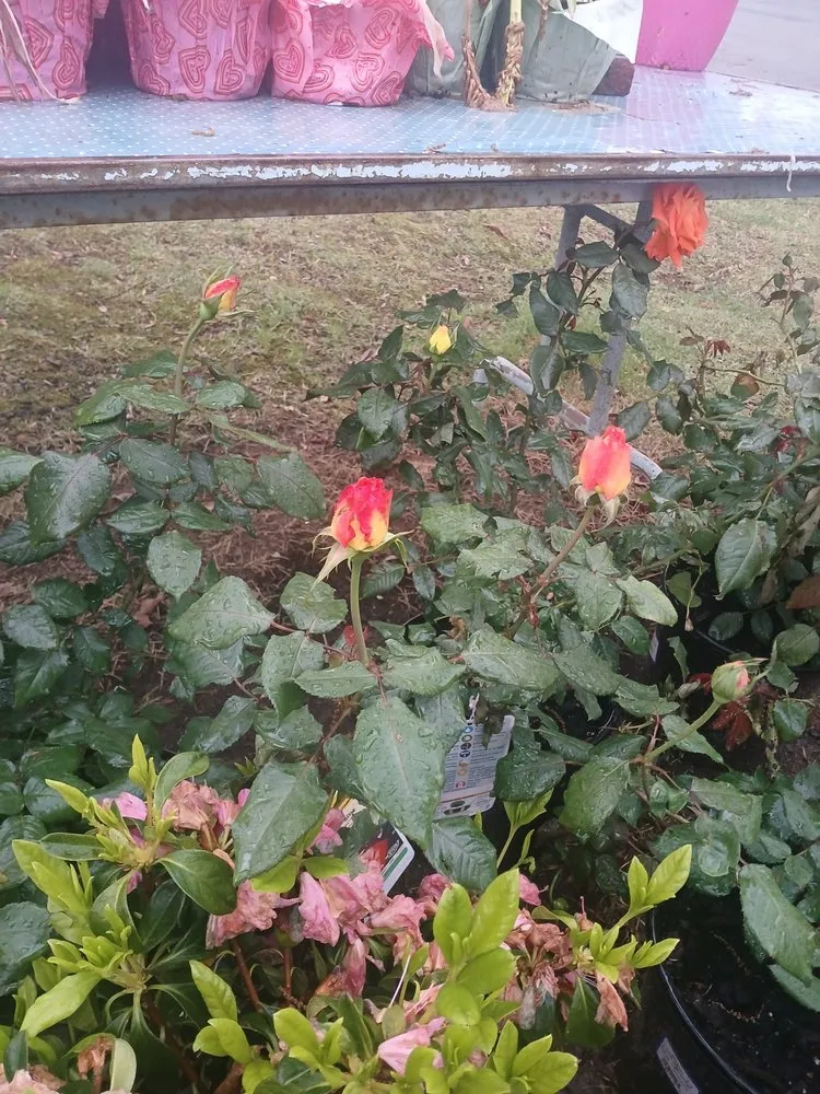 Professional landscaping services for year-round maintenance in Greensboro, NC by Sunshine's Landscaping &Home Cleaning Service