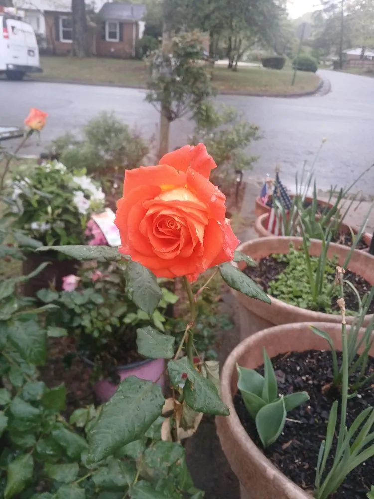 Custom landscape design experts serving Greensboro, NC - Sunshine's Landscaping &Home Cleaning Service