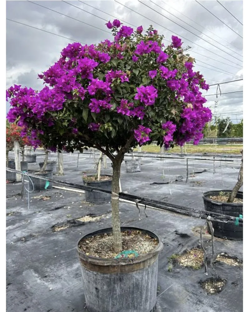 Reliable residential landscaping for year-round maintenance in Fort Lauderdale, FL by Sunview Landscaping & pressure cleaning