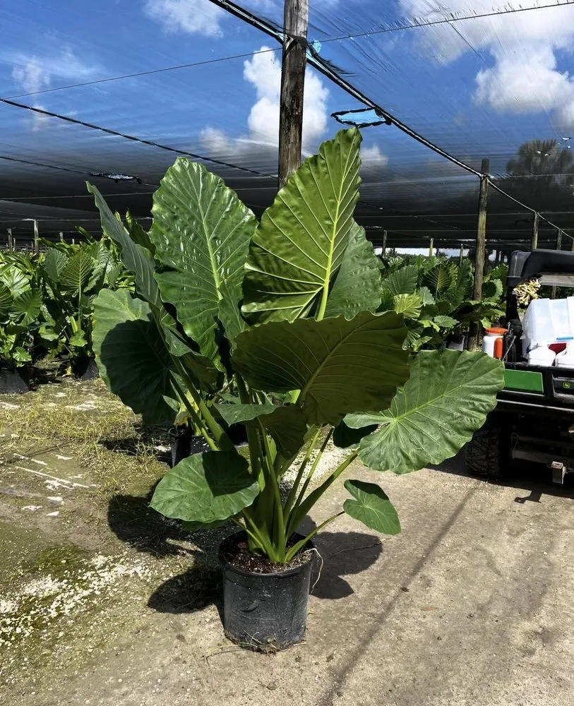 Professional yard cleanup service for outdoor upgrades across Fort Lauderdale, FL - Sunview Landscaping & pressure cleaning