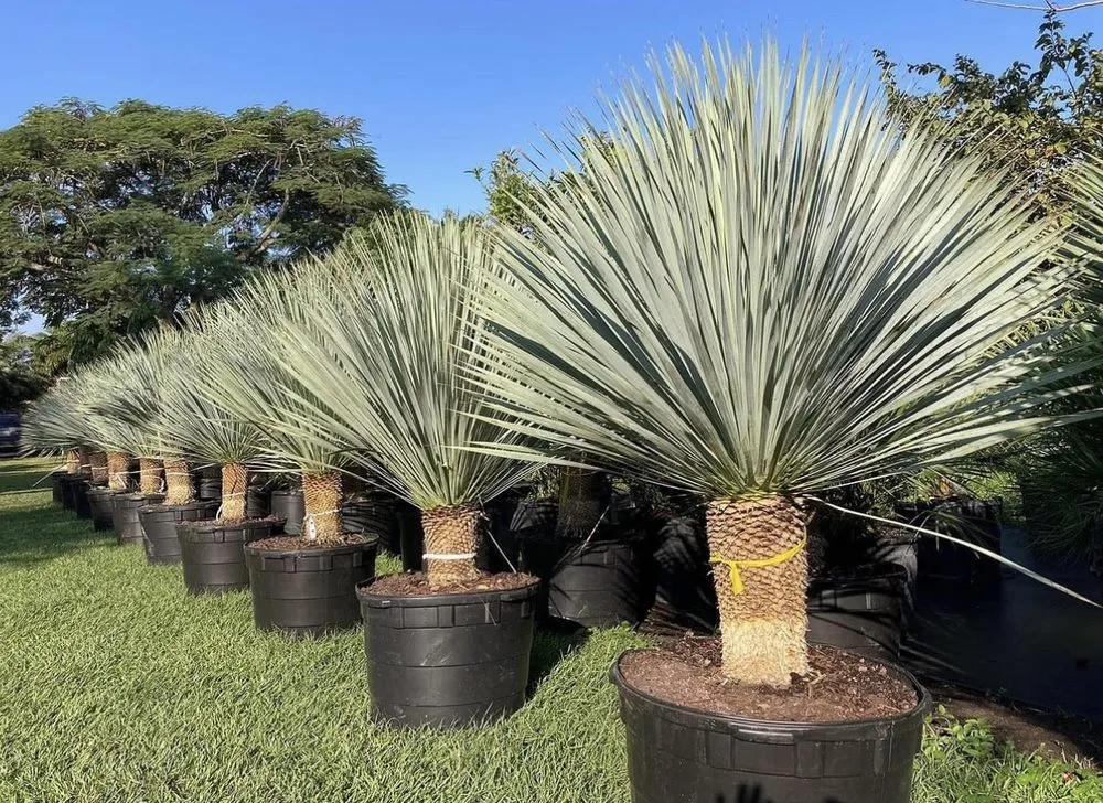 Local residential landscaping with custom design across Fort Lauderdale, FL - Sunview Landscaping & pressure cleaning