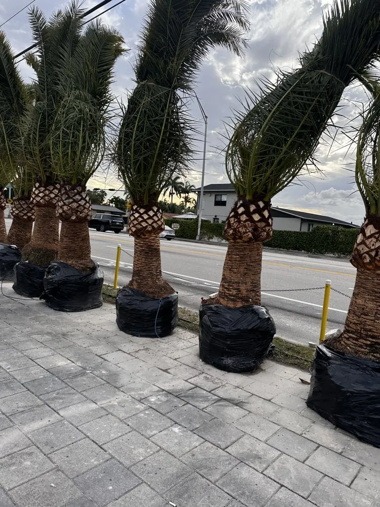 Affordable yard cleanup service experts serving Fort Lauderdale, FL - Sunview Landscaping & pressure cleaning