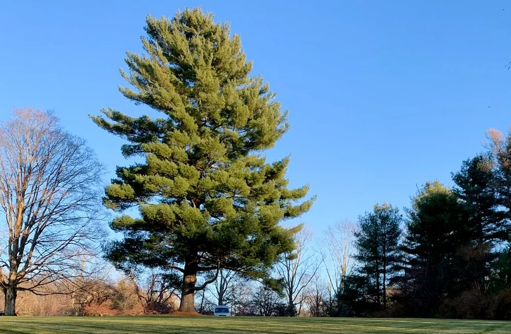 Local landscape design for year-round maintenance across Morris, CT - Sunview Property Services