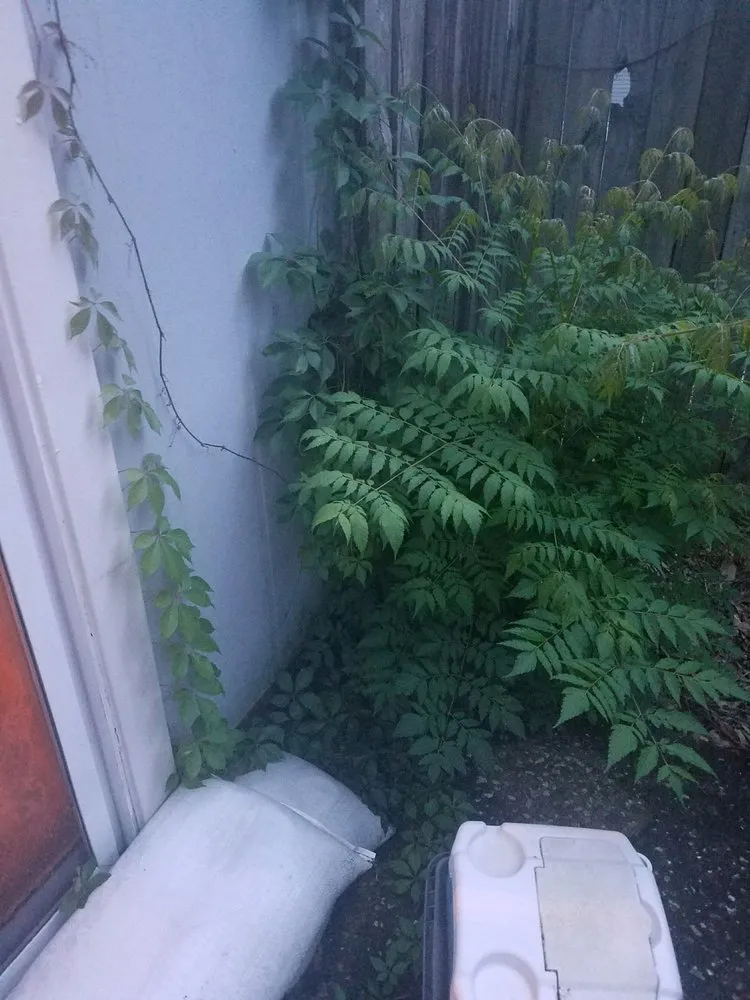 Trusted lawn mowing service for beautiful yards in Jacksonville, FL by Sunway Landscape Services