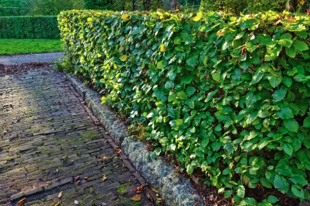 Local landscaping services in Hampton, VA by Supa Cutz Lawn Care