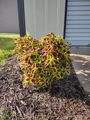 Supafrendz Lawn Care Service Logo