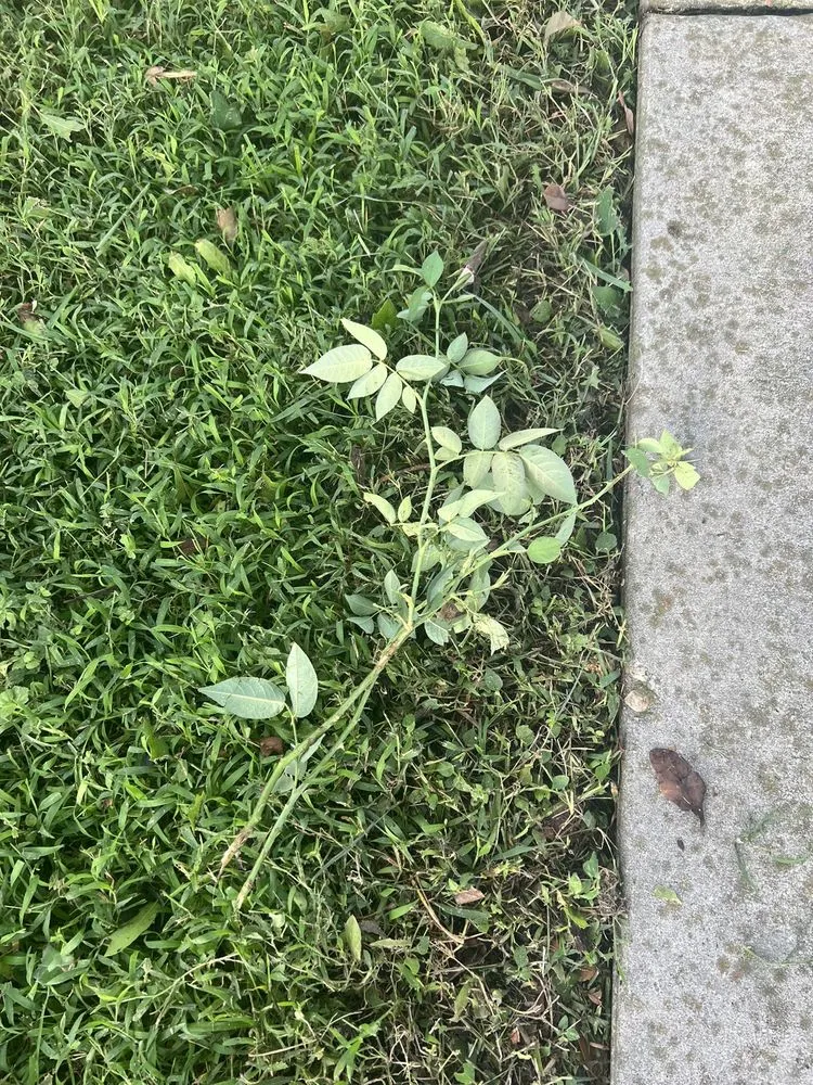 Affordable residential landscaping in Marrero, LA - Supaman Lawncare