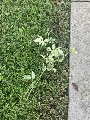 Supaman Lawncare Logo