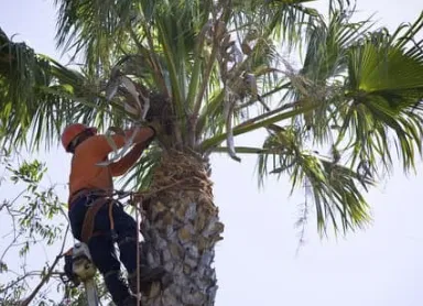 Local lawn care service for homes across Venice, FL - Super Fronds