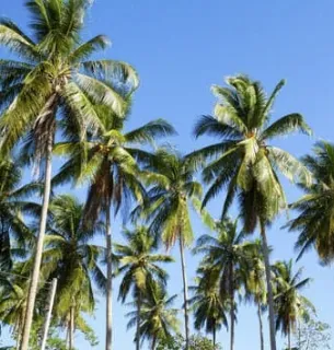 Trusted lawn mowing service for residential properties across Venice, FL - Super Fronds