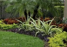 Professional yard maintenance near you across Venice, FL - Super Fronds