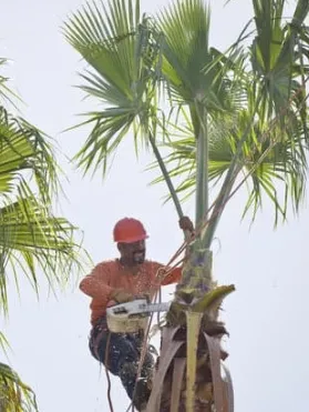 Reliable residential landscaping in Venice, FL by Super Fronds