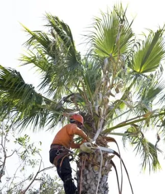 Custom outdoor landscaping for year-round maintenance in Venice, FL by Super Fronds