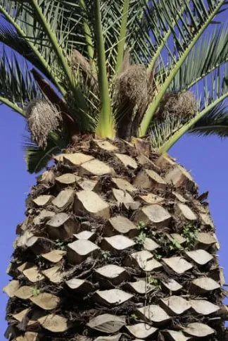 Affordable yard cleanup service experts serving Venice, FL - Super Fronds