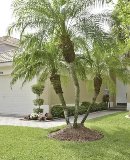 Professional yard cleanup service experts serving Venice, FL - Super Fronds