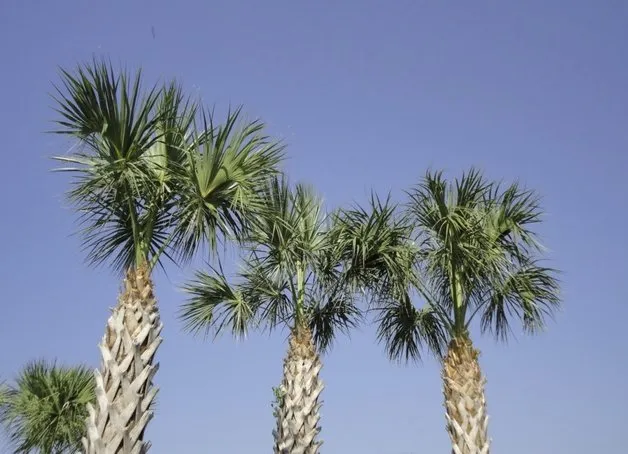 Trusted landscape installation with custom design across Venice, FL - Super Fronds