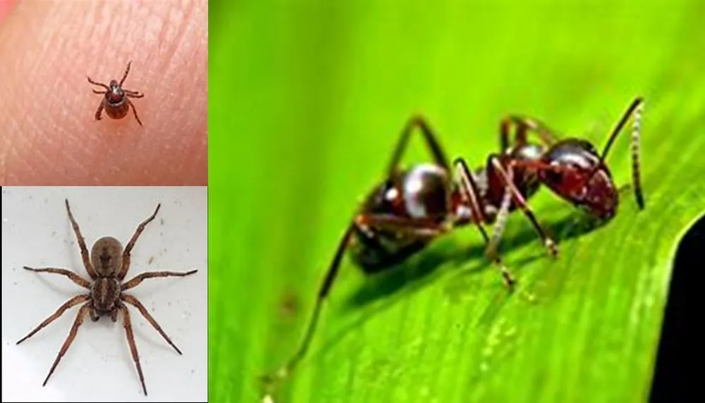 Expert outdoor landscaping near you in Cortland, OH by Super Green Lawn Service