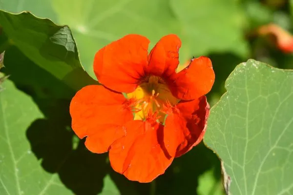 Super Landscape Logo