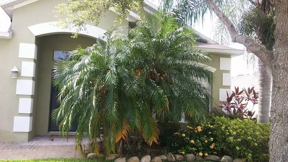 Professional yard cleanup service near you in Winter Garden, FL by Super Lawns 2.0