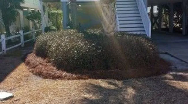 Reliable landscape design in Myrtle Beach, SC by Super-Natural Landscaping