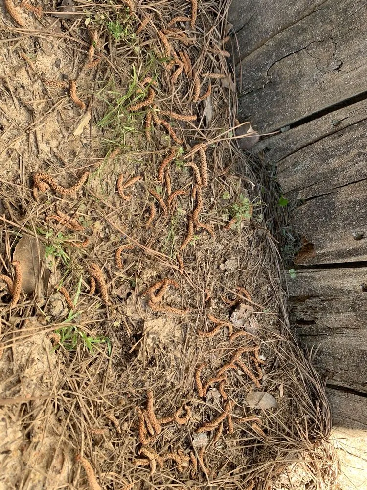 Affordable landscaping services for outdoor upgrades in Warner Robins, GA by Super Star Lawn Care & Fencing