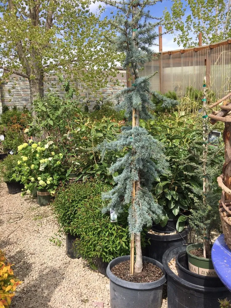 Trusted residential landscaping for year-round maintenance across Riverton, UT - Super Trees Riverton Nursery