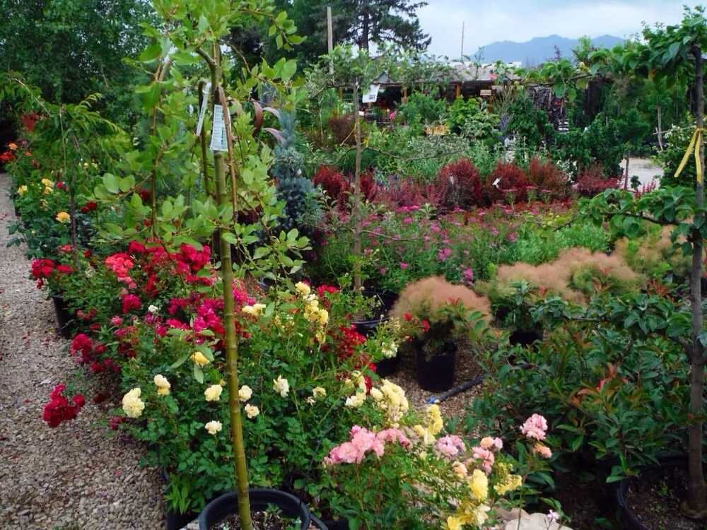 Affordable lawn care service for residential properties across Riverton, UT - Super Trees Riverton Nursery