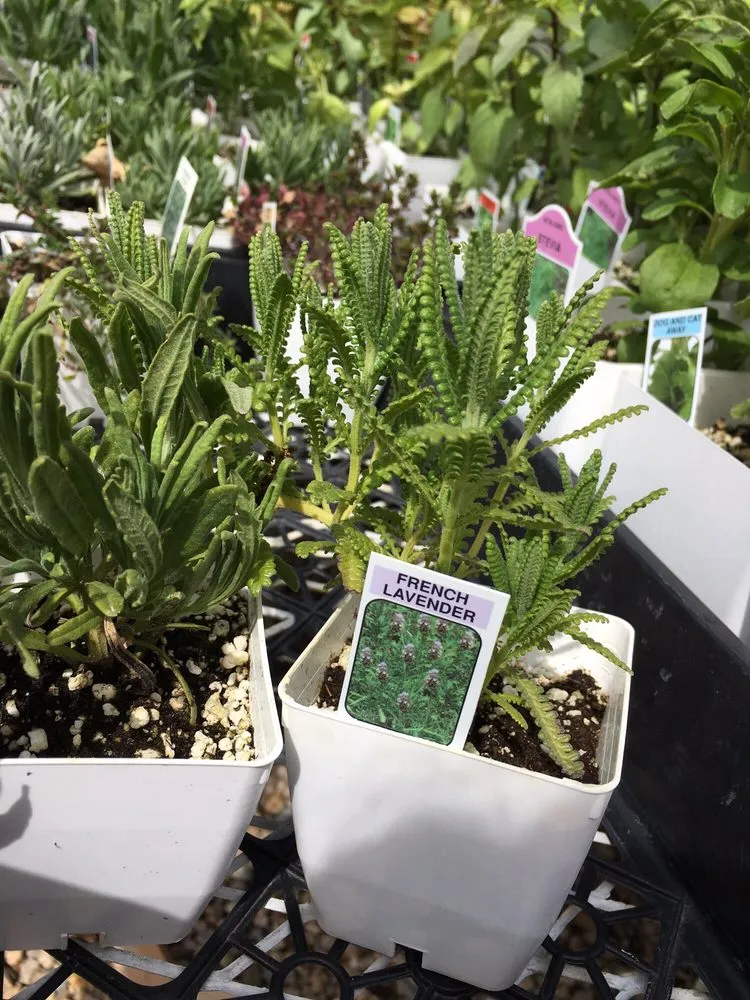 Top-rated outdoor landscaping in Riverton, UT - Super Trees Riverton Nursery