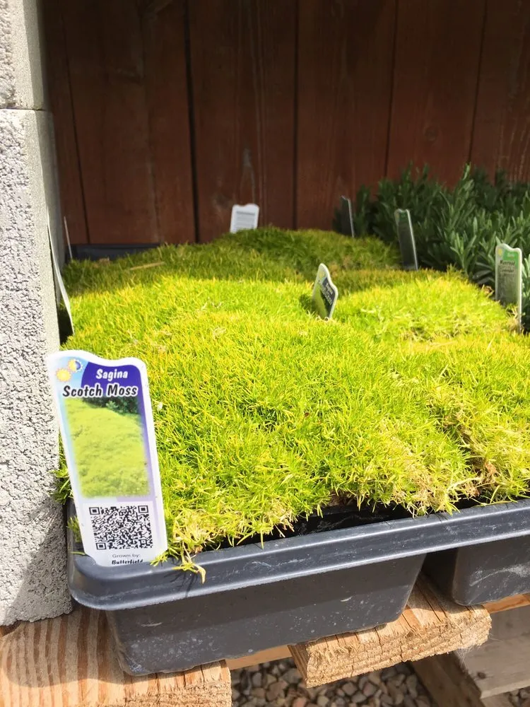 Trusted landscaping services experts serving Riverton, UT - Super Trees Riverton Nursery