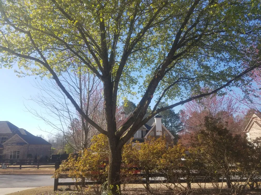 Affordable landscaping services for beautiful yards across Cumming, GA - Super Yard Care