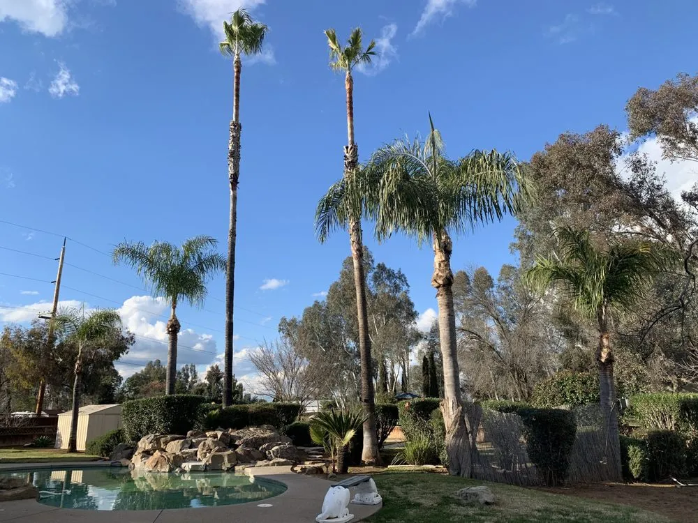 Reliable yard maintenance in Fresno, CA - Superior ArborWorks