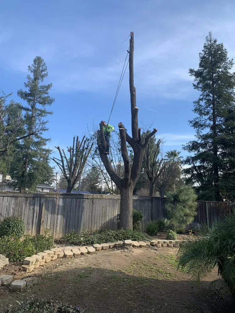 Expert outdoor landscaping for outdoor upgrades in Fresno, CA by Superior ArborWorks