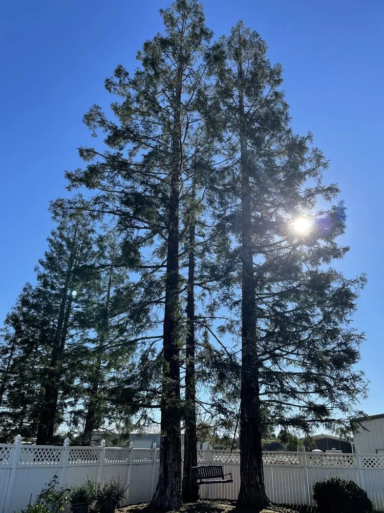 Expert garden landscaping experts serving Fresno, CA - Superior ArborWorks