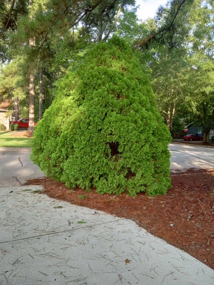 Expert yard cleanup service experts serving Stockbridge, GA - superior city services