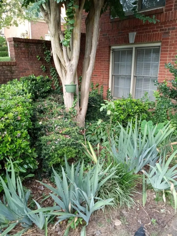 Custom yard maintenance for year-round maintenance across Stockbridge, GA - superior city services