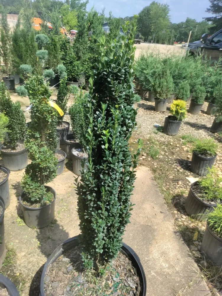 Trusted landscaping services experts serving Douglasville, GA - Superior cut lawn service