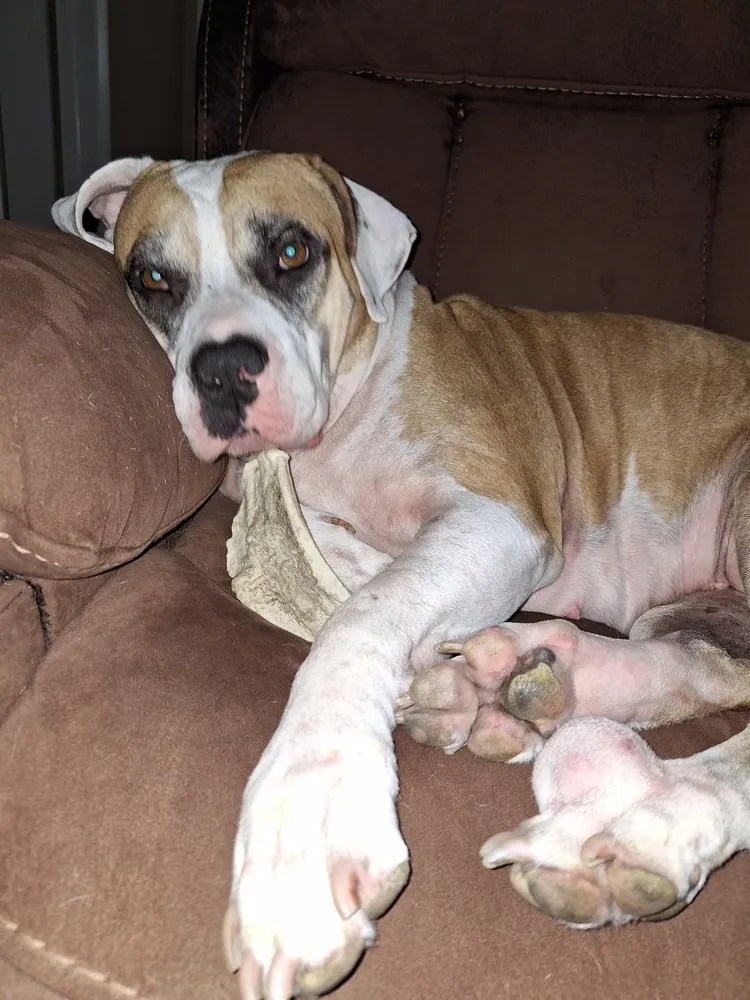 Professional garden landscaping with custom design across Holiday, FL - Superior Exterior