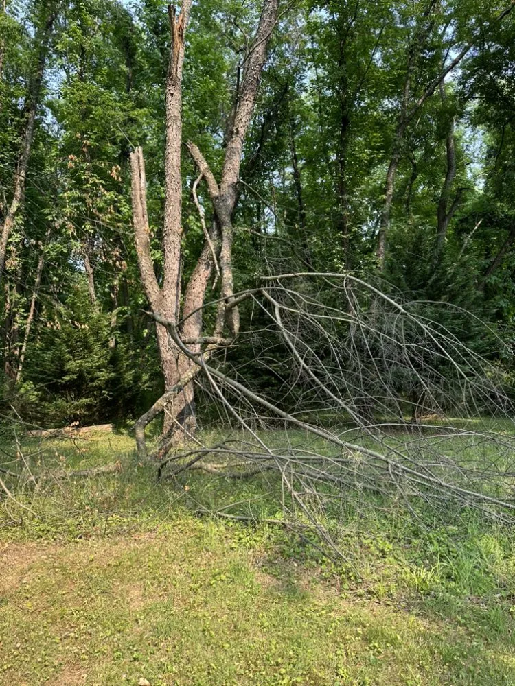 Trusted landscaping services in Colora, MD - Superior Firewood