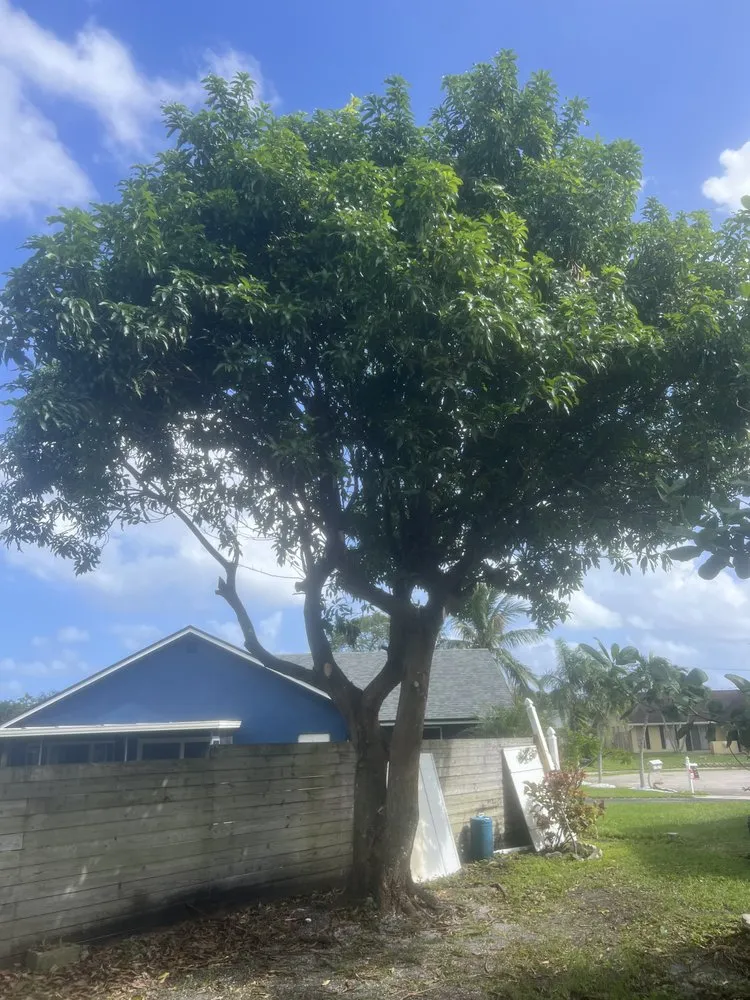 Local yard cleanup service in Boynton Beach, FL by Superior Green Lawn Maintenance