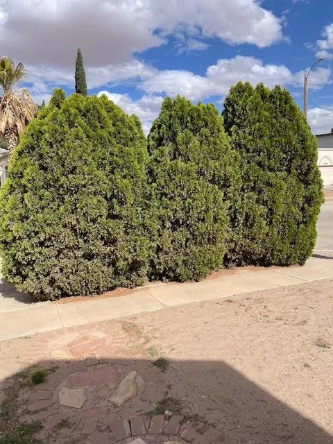 Reliable yard maintenance experts serving El Paso, TX - Superior Green Turf