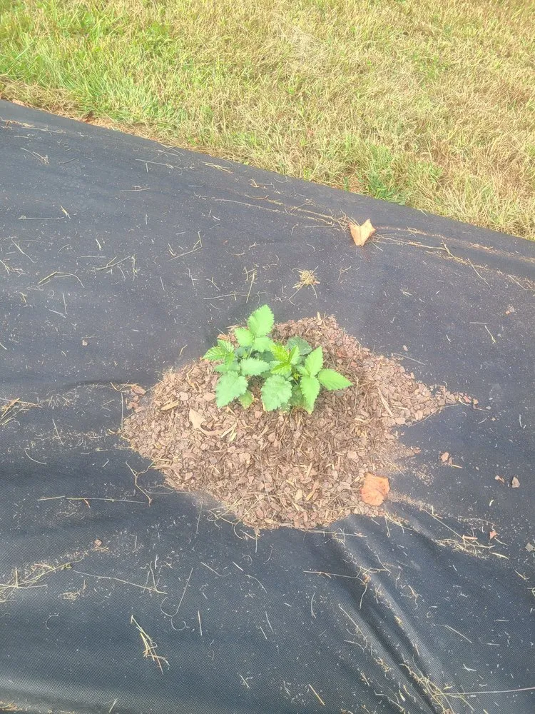 Affordable landscape design experts serving Cleveland, GA - Superior Home and Yard services