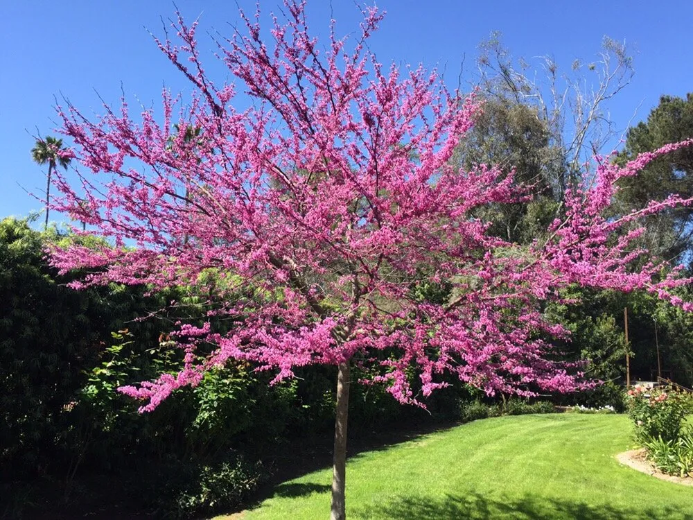 Trusted outdoor landscaping near you in Poway, CA by Superior Irrigation & Landscaping Company