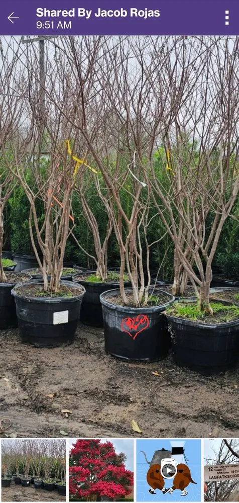 Top-rated yard cleanup service near you in San Antonio, TX by Superior Irrigation & Lawn