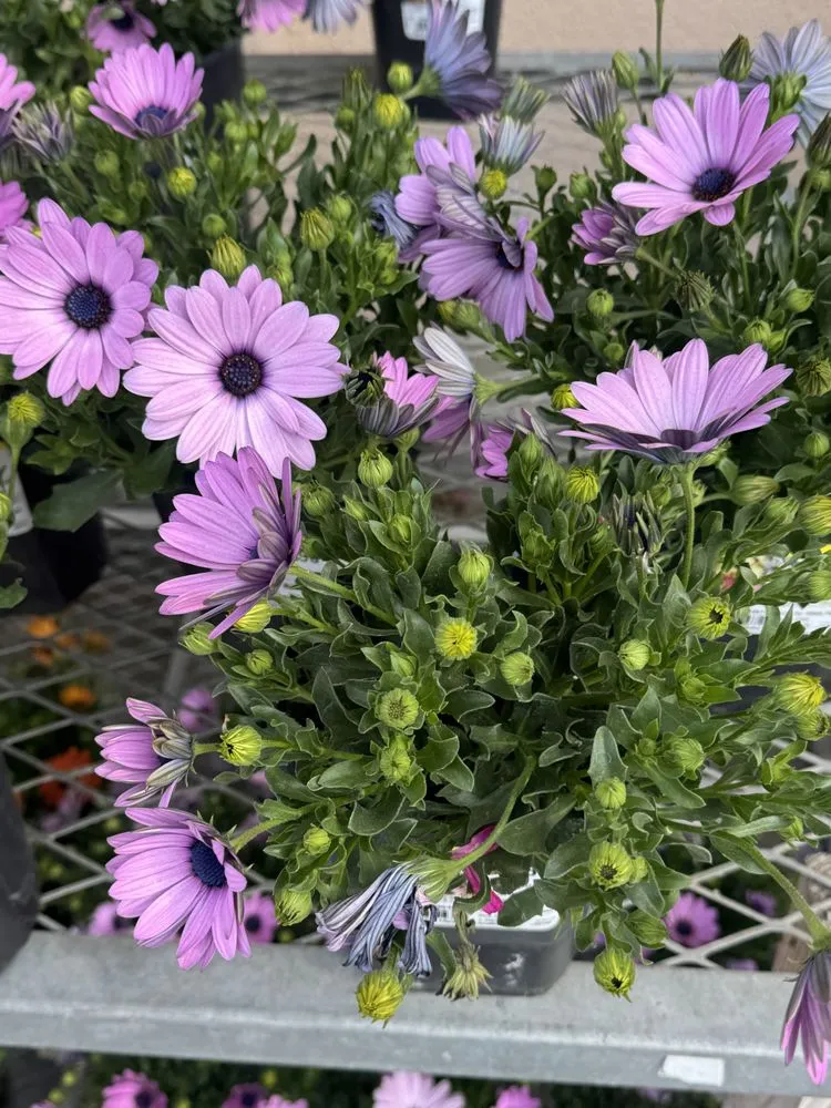 Top-rated lawn mowing service near you across Jurupa Valley, CA - Superior Irrigation Maintenance